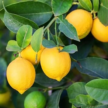 Yellow Lemon Citrus limon seeds for planting in home garden
